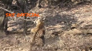 Tigers fight for tigress - two tigers fought for a single tigress in the Ranthambore forest reserve.