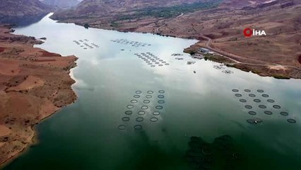 Denize kıyısı olmayan Sivas, dünyaya balık ihraç ediyor