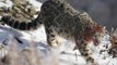 Inusuales imágenes de un leopardo de las nieves