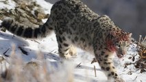 Inusuales imágenes de un leopardo de las nieves