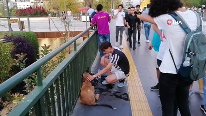 Vicdansız sürücünün çarpıp kaçtığı köpeğe yoldan geçen gençler sahip çıktı