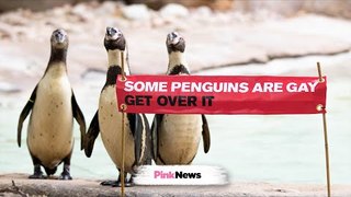 Gay animals? Yep, these penguins are in same-sex relationships