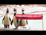 Gay animals? Yep, these penguins are in same-sex relationships