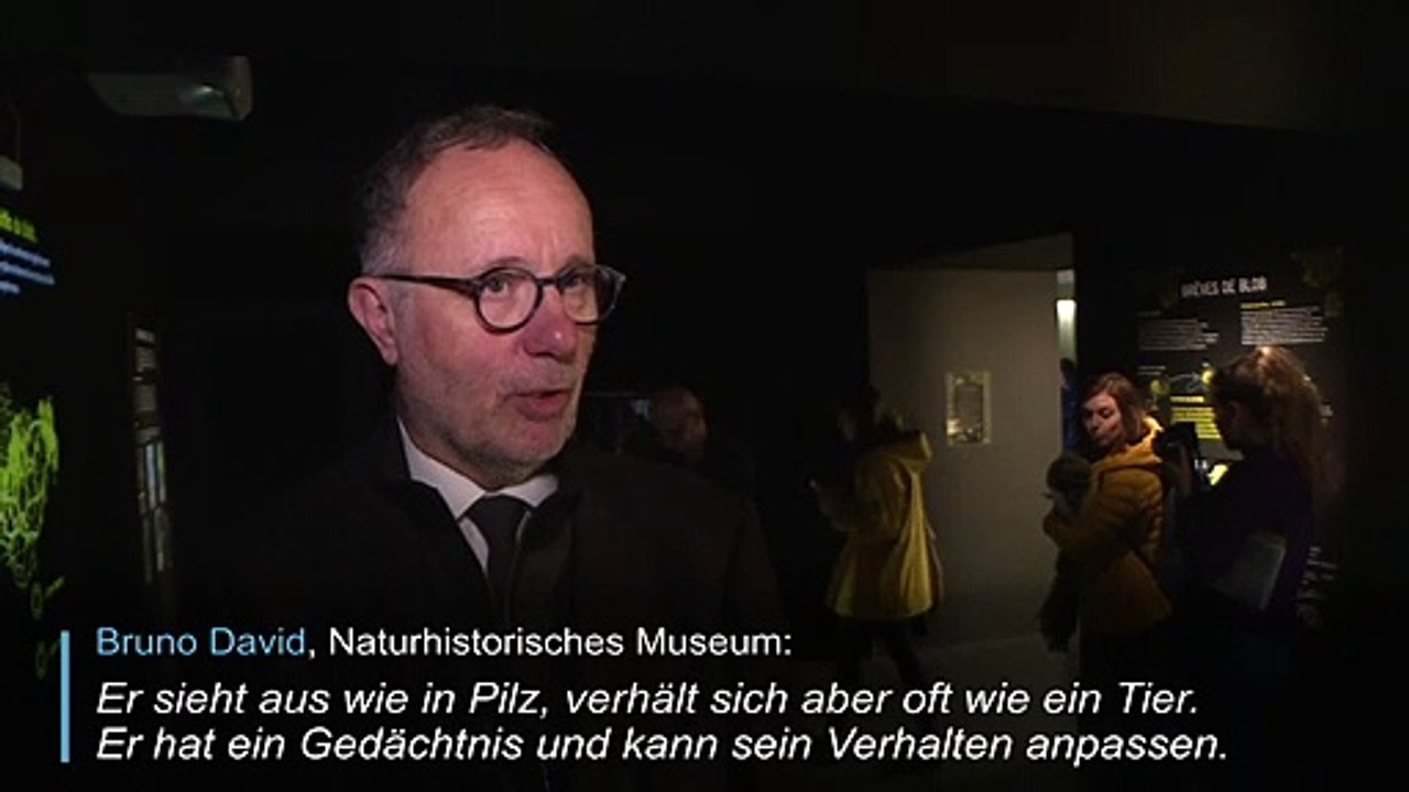 Schleimiger Einzeller ist neuer Star im Pariser Zoo