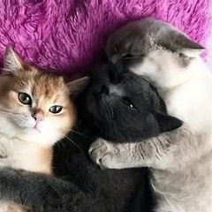 Quand 3 chats majestueux de couleurs différentes se prennent pour des top modèles.