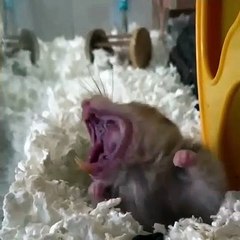 La façon dont baille ce cochon d'inde risque de vous plonger dans un sommeil profond