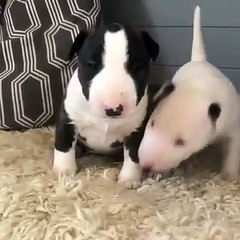 Deux adorables chiens... un air de ressemblance !