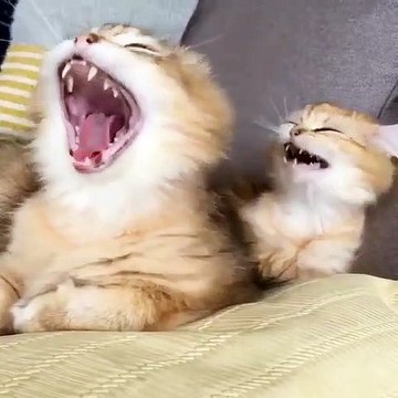 Agréable week-end ! Ces deux matous câlin font tout ensemble... Alors gauche ou droite faites votre choix !