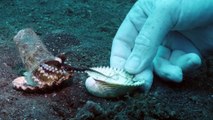 Plastik bardağa sığınan yavru ahtapotu dalgıç, deniz kabuğuna taşınmaya ikna etti