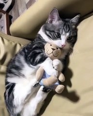 Ce chaton fait de gros poutous-poutous à son doudou