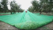 Spain olive industry hit by US tariffs on EU products
