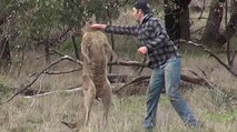 El machote que se pelea a puñetazos con el canguro para salvar a su perro