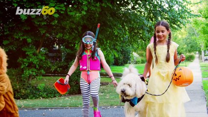 5 Simple Ways to Help Animals in Need This 'Dogtober'
