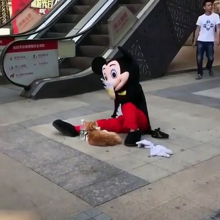 Ce chat bénéficie d'un traitement royal. En véritable pacha !