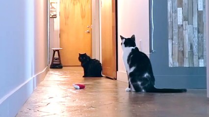 Esto es lo que hace tu gato cuando te vas de casa y cree que nadie lo ve