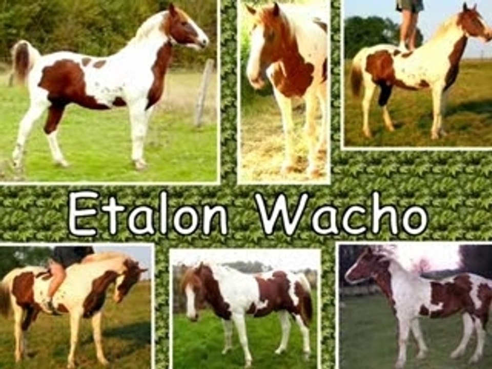 NOS ETALONS