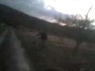 Hugo en velo dn 50 cm d'o