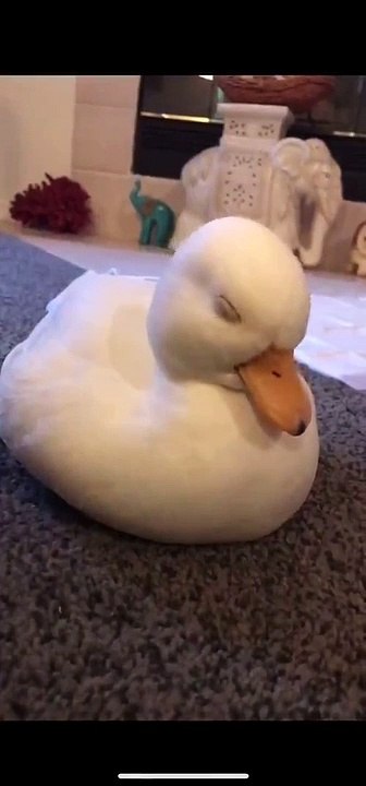 Canard fatigué trop mignon
