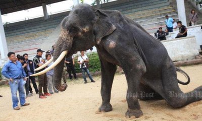 Crueldad: Esta elefanta esquelética es obligada a realizar acrobacias para los turistas