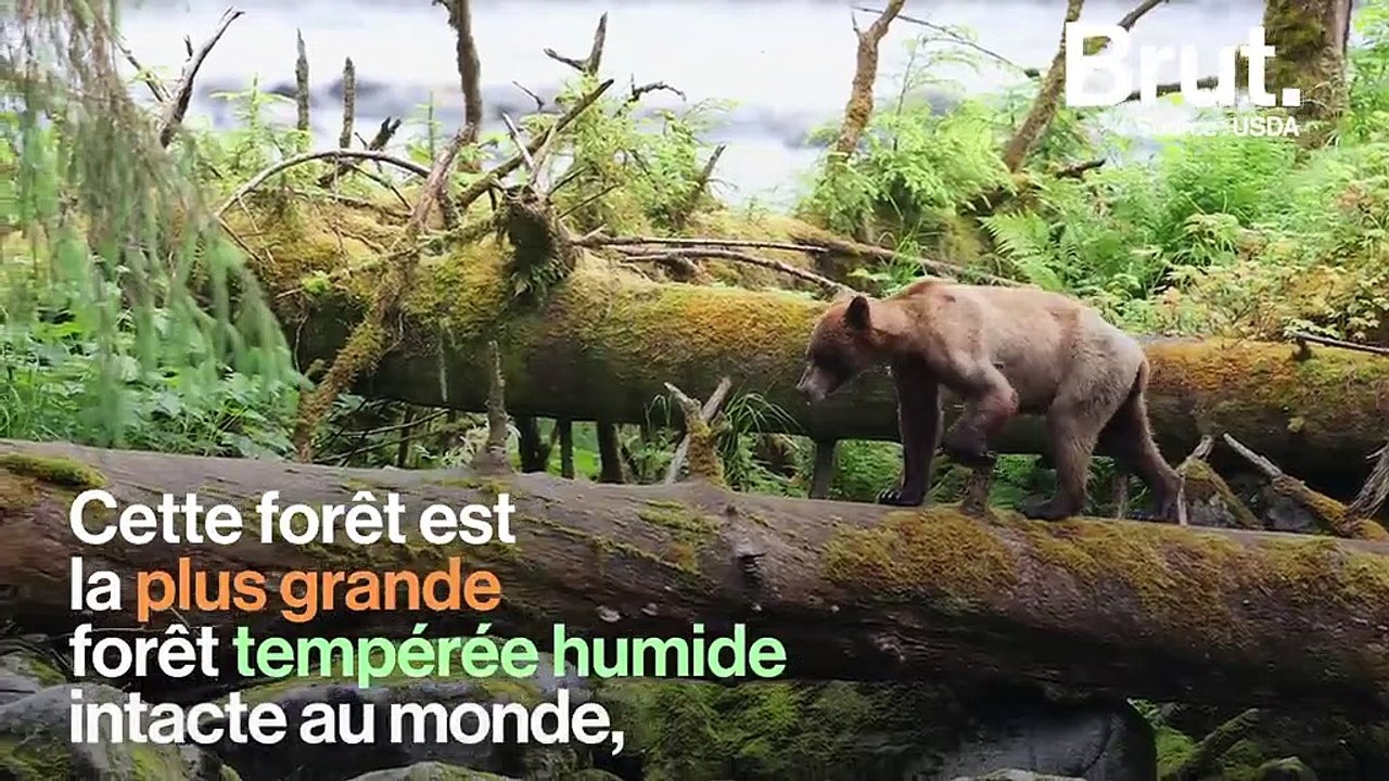 Aux États-Unis, une forêt millénaire pourrait bientôt perdre des centaines d'arbres