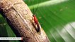 This Clever Mantis Mimics Wasp
