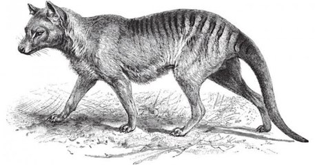 Un tigre de Tasmanie, une espèce pensée disparue depuis 80 ans, aurait été aperçu