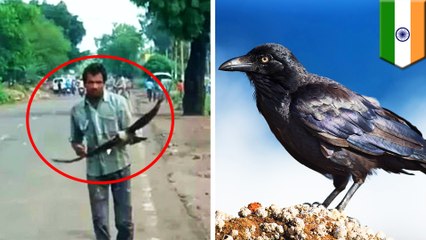 カラスに恨まれた男性 3年間、集団で襲われ続ける - トモニュース