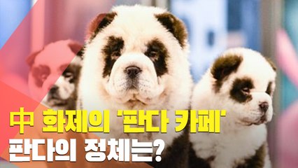 [월드줌인] 中 화제의 '판다 카페'…판다의 정체는?