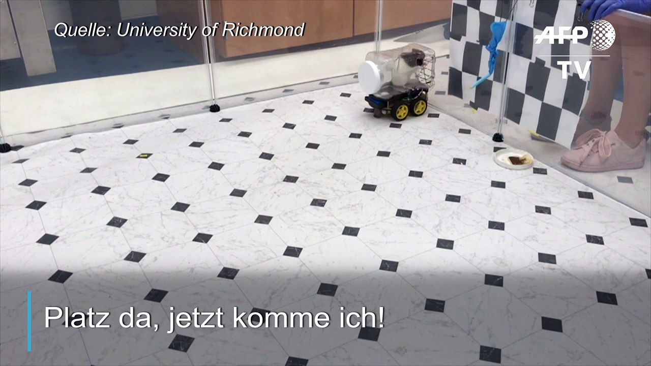 Studie: Ratten am Steuer sind weniger gestresst