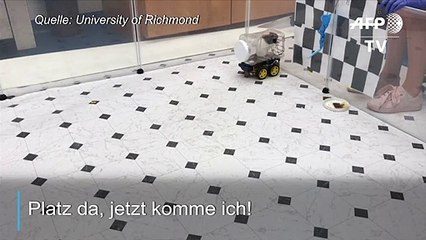 Studie: Ratten am Steuer sind weniger gestresst