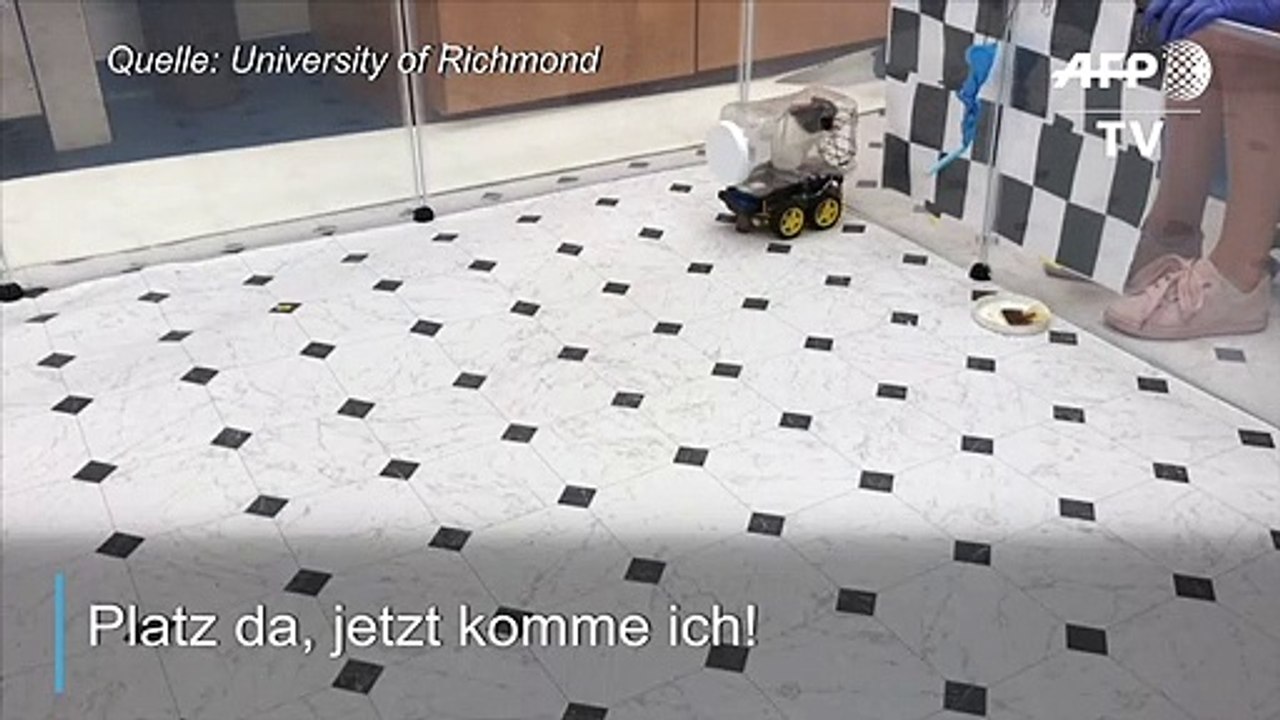 Studie: Ratten am Steuer sind weniger gestresst