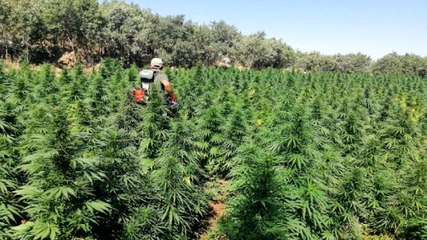 Son dakika: Diyarbakır'ın Lice ilçesinde 4 ton 562 kilogram esrar ele geçirildi