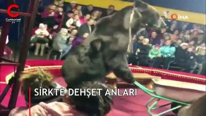 Sirkte ayı, terbiyecisine böyle saldırdı