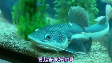 日剧_真正的犯人_心理特搜事件簿__E01