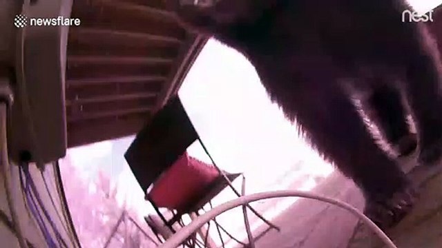 Curious bear in Colorado knocks down doorbell camera and tries to eat it