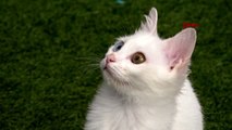 Van kedileri, uluslararası güzellik yarışmasına götürülecek