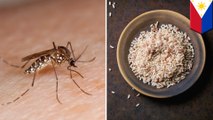 デング熱対策に!フィリピンで蚊200匹と米を交換する取り組みがスタート - トモニュース