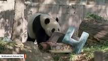 Smithsonian Is Sending Giant Panda Bei Bei To China