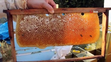 Dünya Arıcılık Kongresinde Türk Balının Zaferi