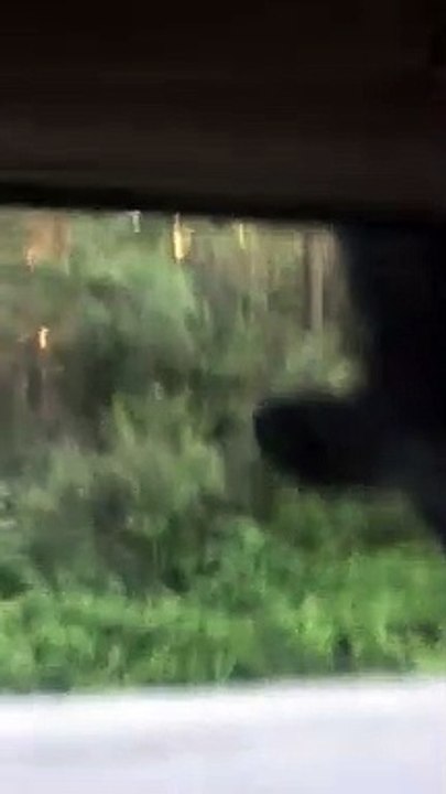 Young Black Bear Scares Guy Observing the Forest in his Car