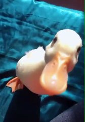 Cute funny duck being angry