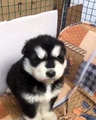 First howl for this cute husky