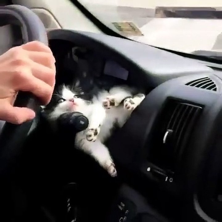 Sleepy kitten