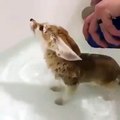 Baby fox taking a bath