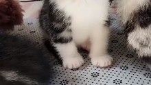 Sleepy kitten #2