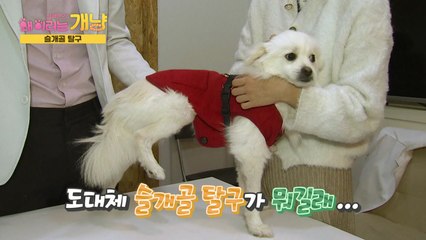 [설채현의 '왜 이러는 개냥'] 1화 "슬개골 탈구는 사람들 때문" / YTN