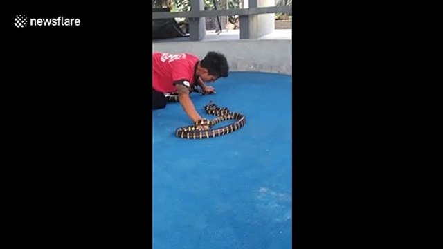 Fearless snake catcher in Thailand picks up reptiles in his mouth by biting their head