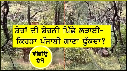 Lions Viral Video (1)