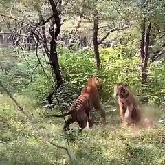 Lions Viral Video (2)