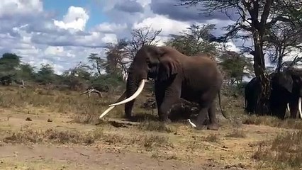 Tuskers only
